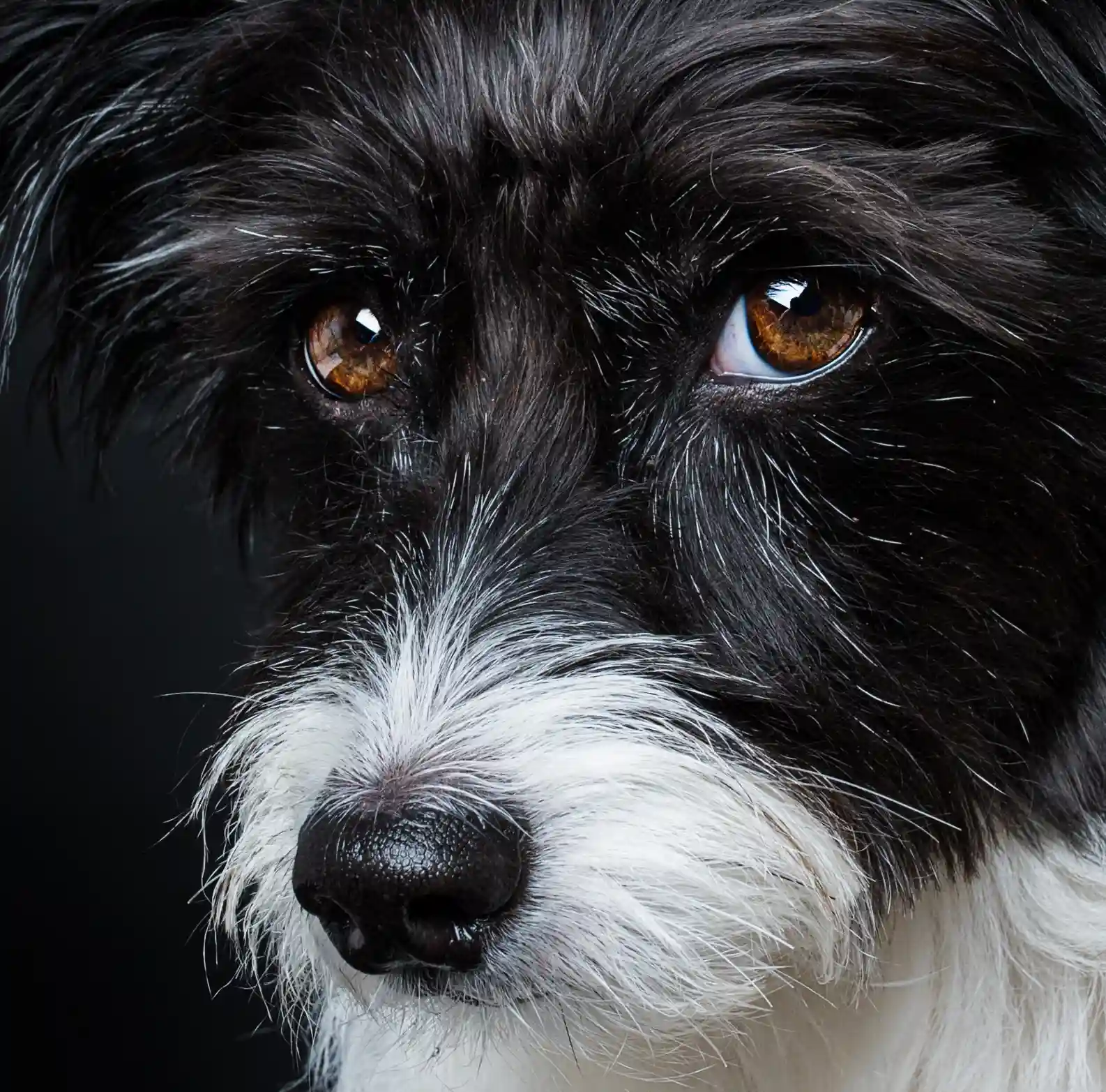 Leeds Dog Training